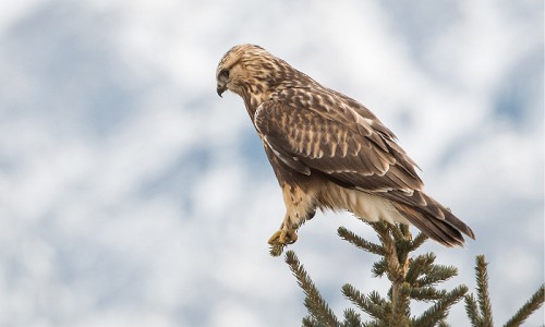 Hawks