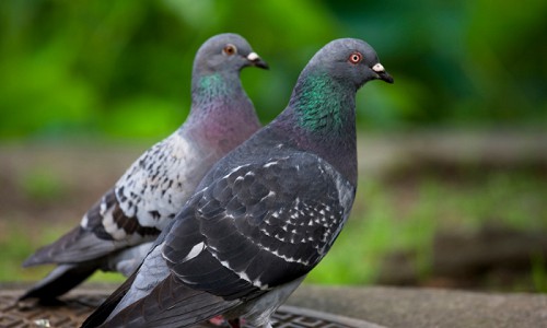 Pigeons