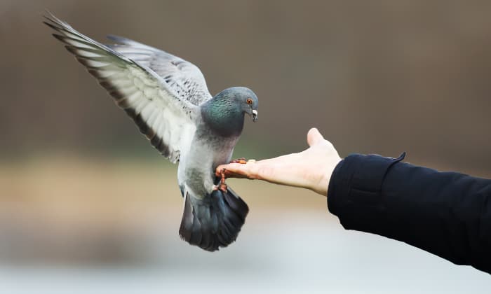 bird-landing-meaning