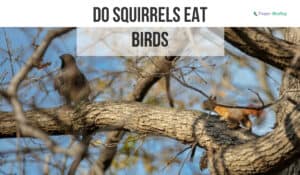 do squirrels attack birds
