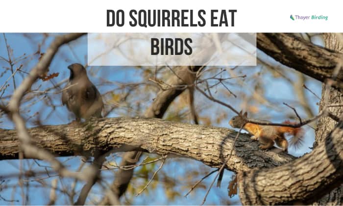 do squirrels eat birds