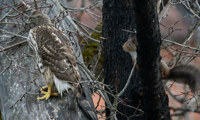 how-do-squirrels-catch-birds