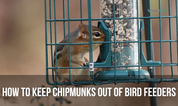 how to keep chipmunks out of bird feeders