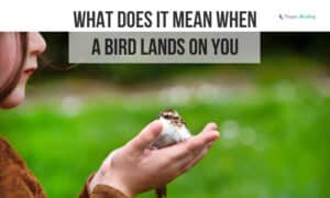 what does it mean when a bird lands on you