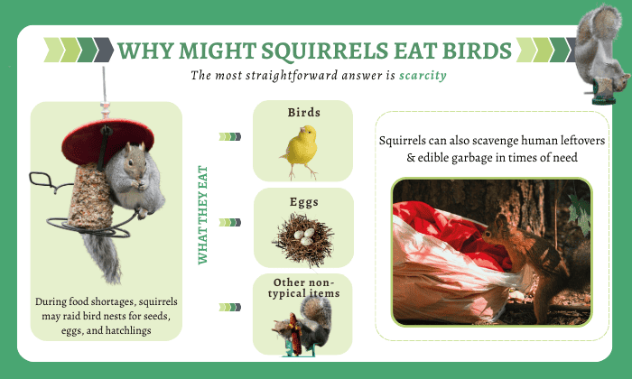 why-might-squirrels-eat-birds