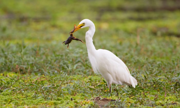 How-Do-Birds-Catch-And-Eat-Frogs