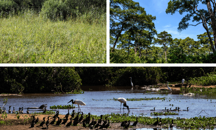 Natural-Bird-Habitats