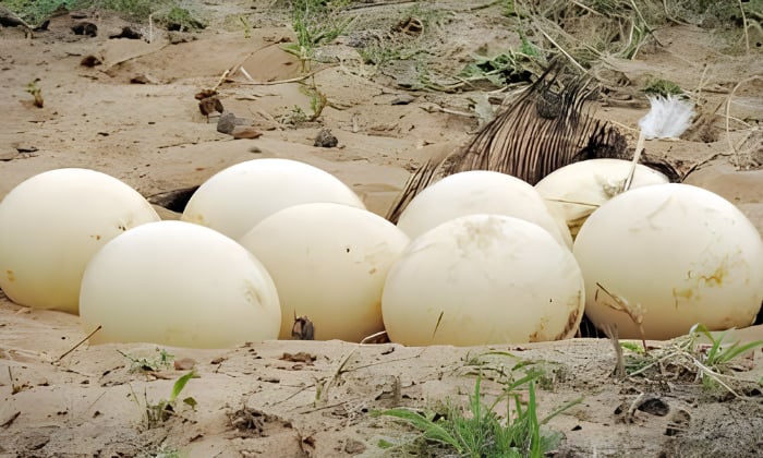 Ostrich-Egg-Characteristics
