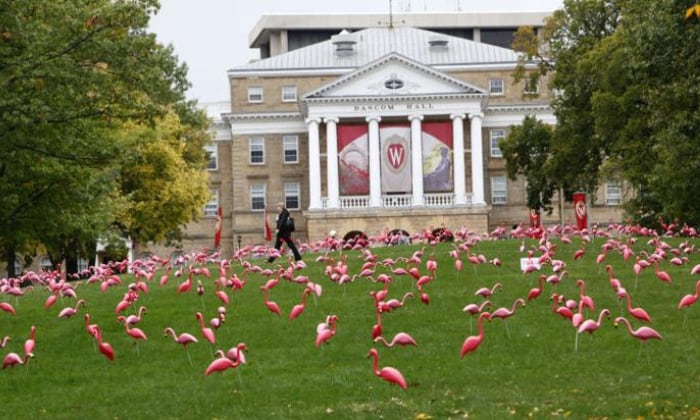 The-Plastic-Flamingo-As-Madison’s-Official-Bird