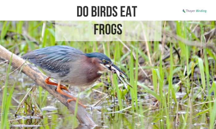 do birds eat frogs