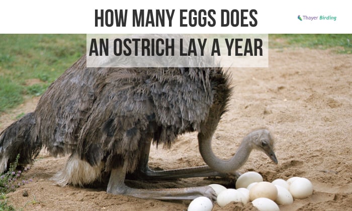 how many eggs does an-ostrich lay a year