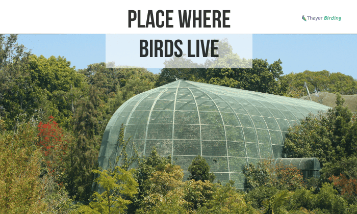 place where birds live