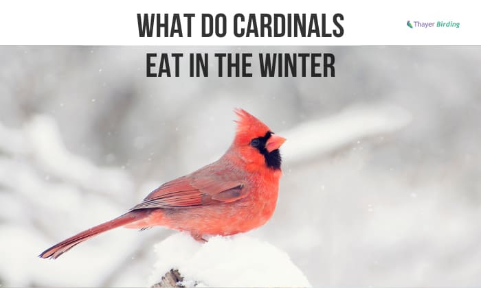 what do cardinals eat in the winter