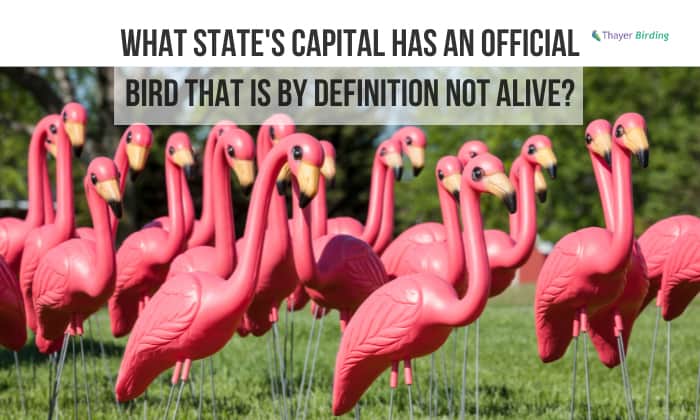 what state's capital has an official bird that is by definition not alive