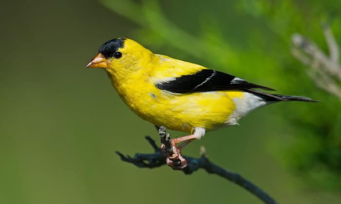 American-Goldfinch