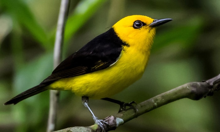 Black-and-Yellow-Tanager
