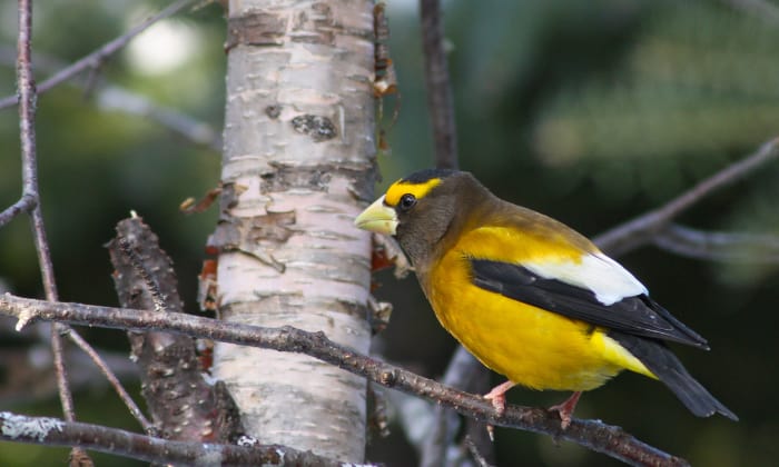 Evening-Grosbeak