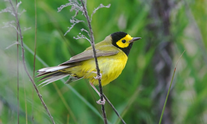 Hooded-Warbler