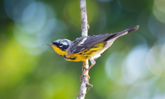 Magnolia-Warbler