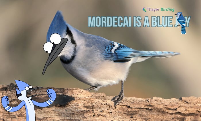 Mordecai-is-a-Blue-Jay
