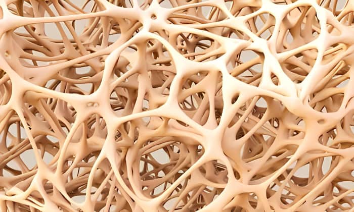 What-Are-Hollow-Bones