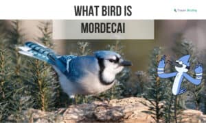 What Bird is Mordecai