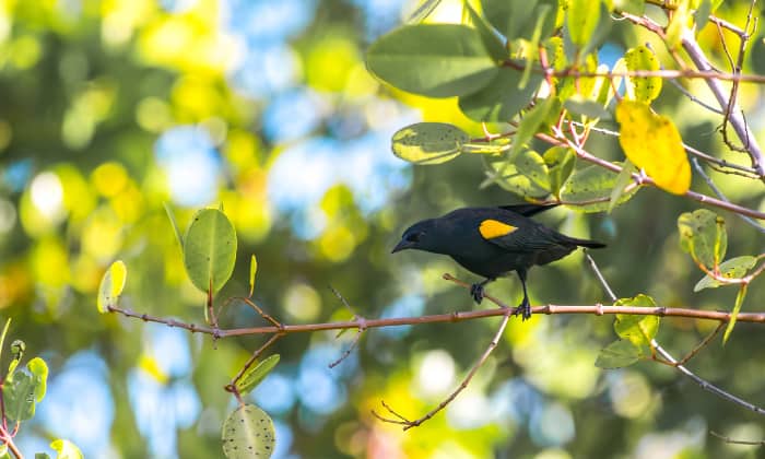 Yellow-Shouldered-Blackbird