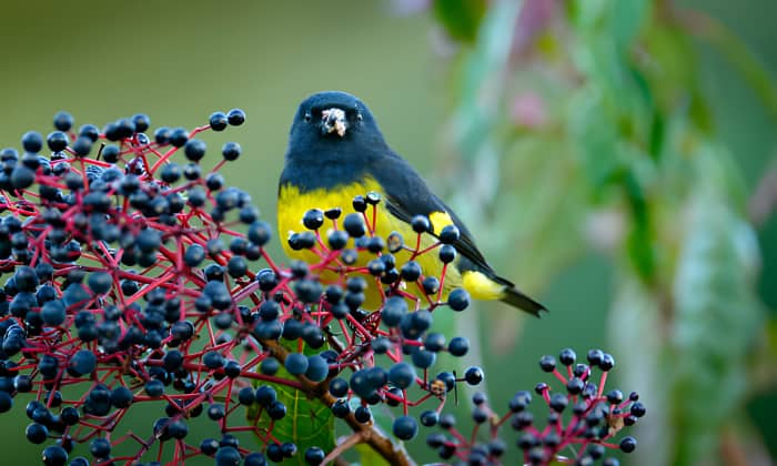 Yellow-bellied-siskin