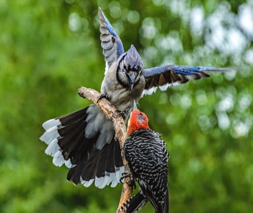 blue-jays-have-aggressive-traits