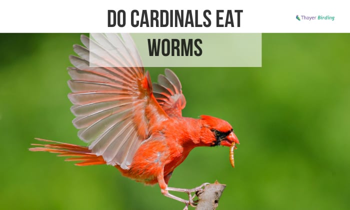 do cardinals eat worms