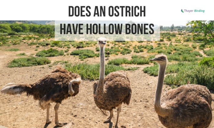 does an ostrich have hollow bones