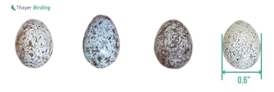 eggs-color-and-markings-variation