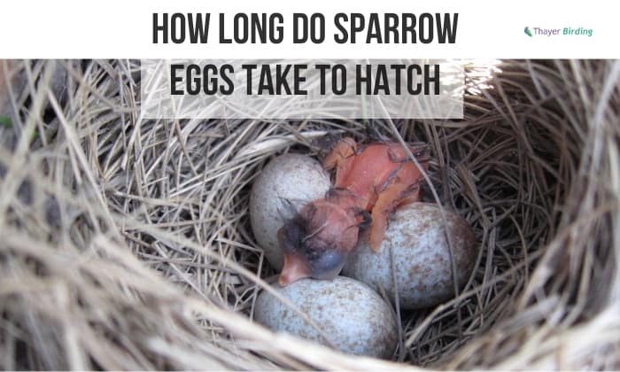 how long do sparrow eggs take to hatch