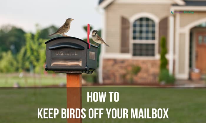 how to keep birds off your mailbox