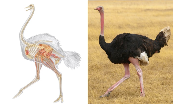 ostrich-skeleton