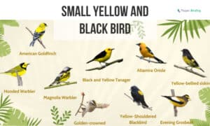 small yellow and black bird