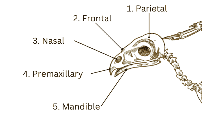 Birds-skull