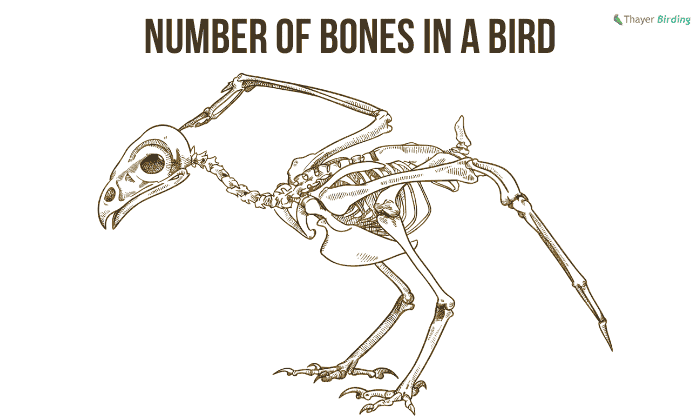 How many bones does a bird have