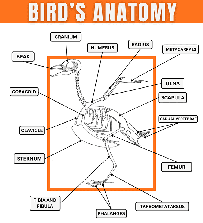 birds-anatomy